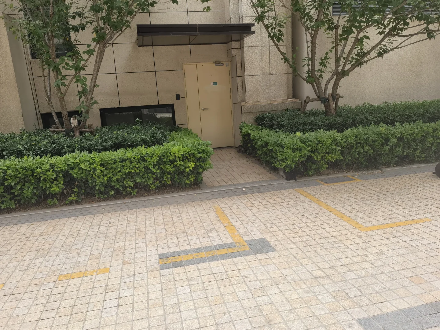 小区又来一窝流浪猫，颜值高