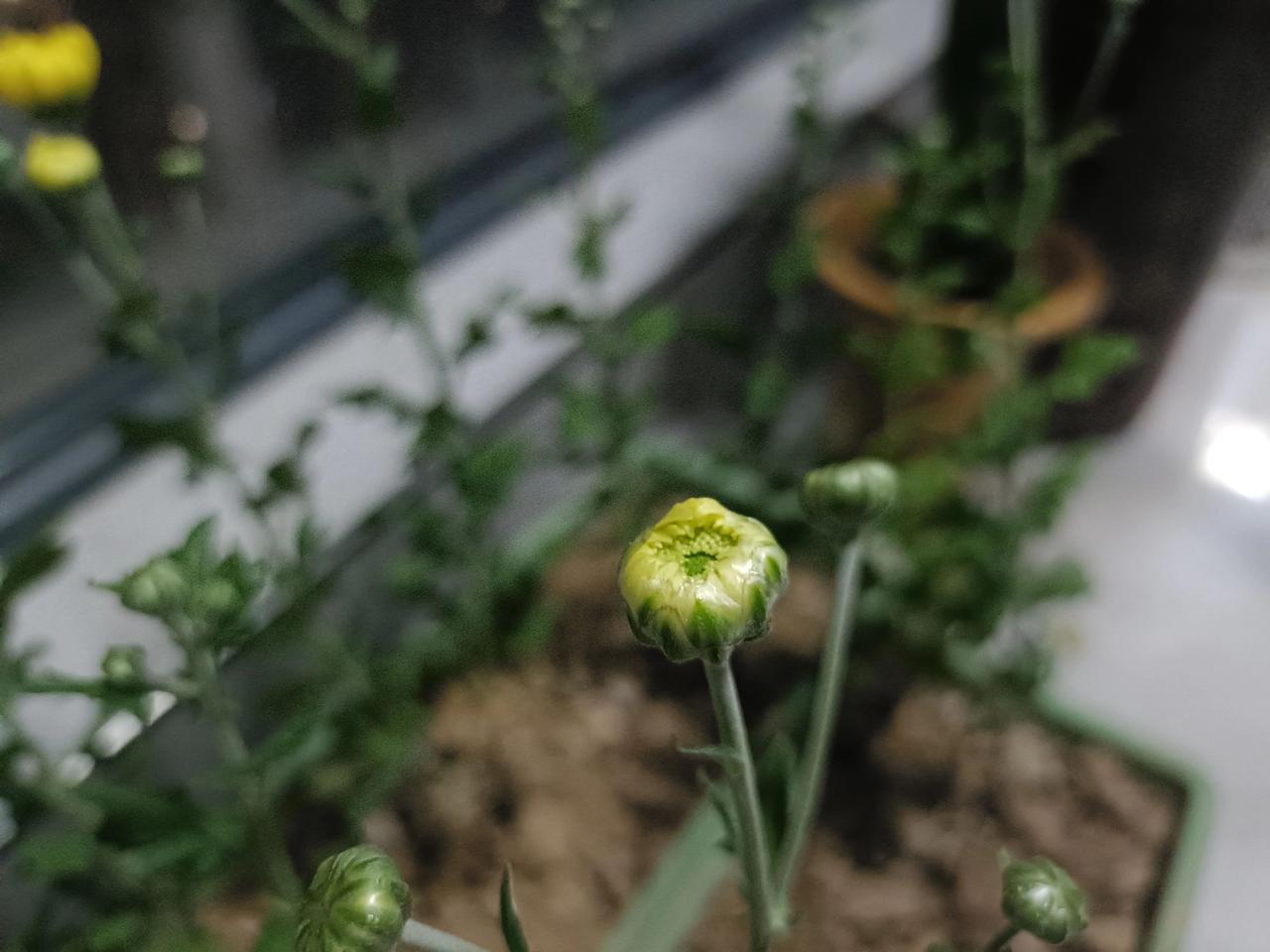 种花的快乐在绽放