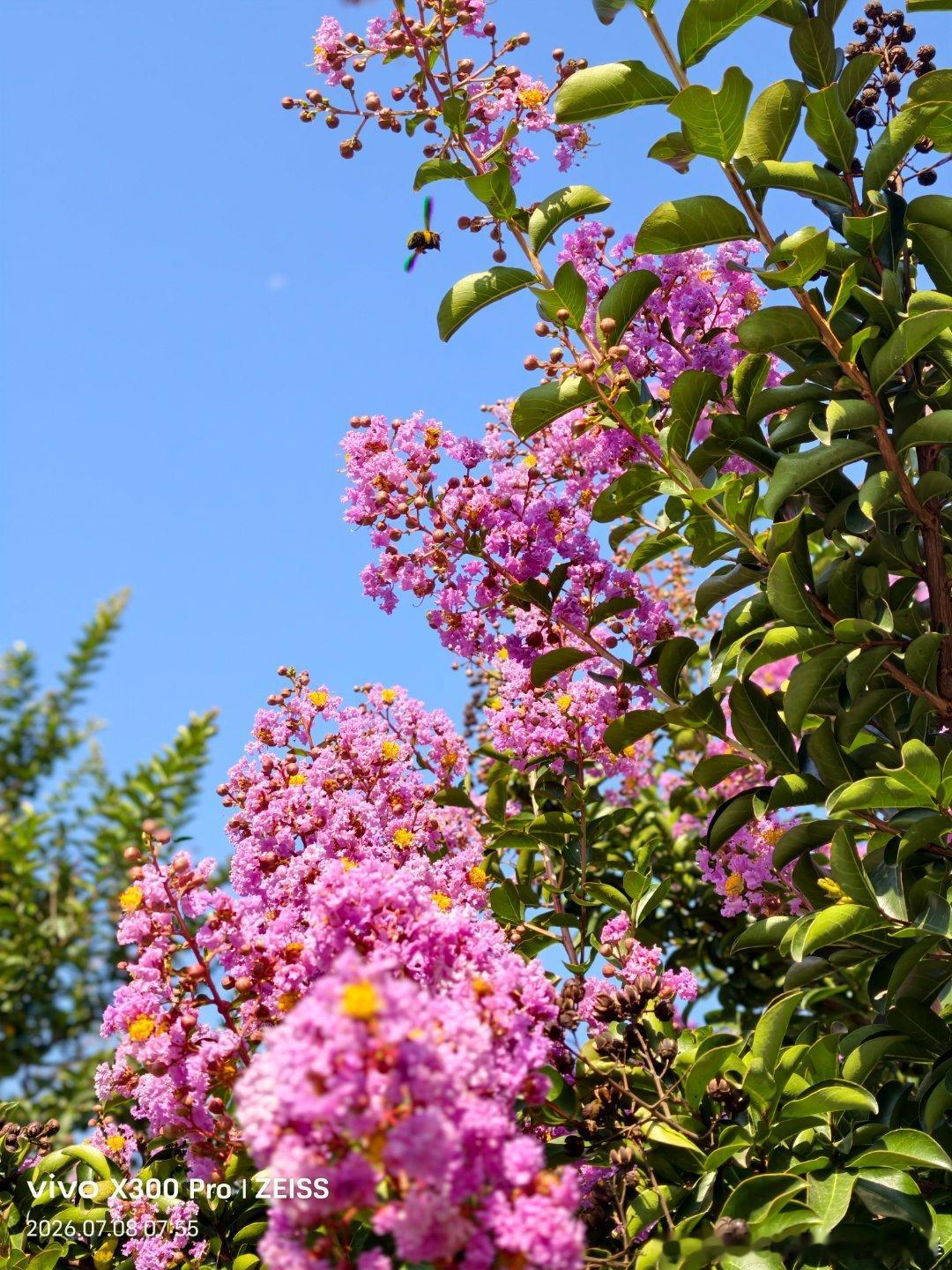 风起时，花香藏着夏日里的秘密，日子缓慢，满心欢喜。放慢脚步，静享当下，做快乐的自