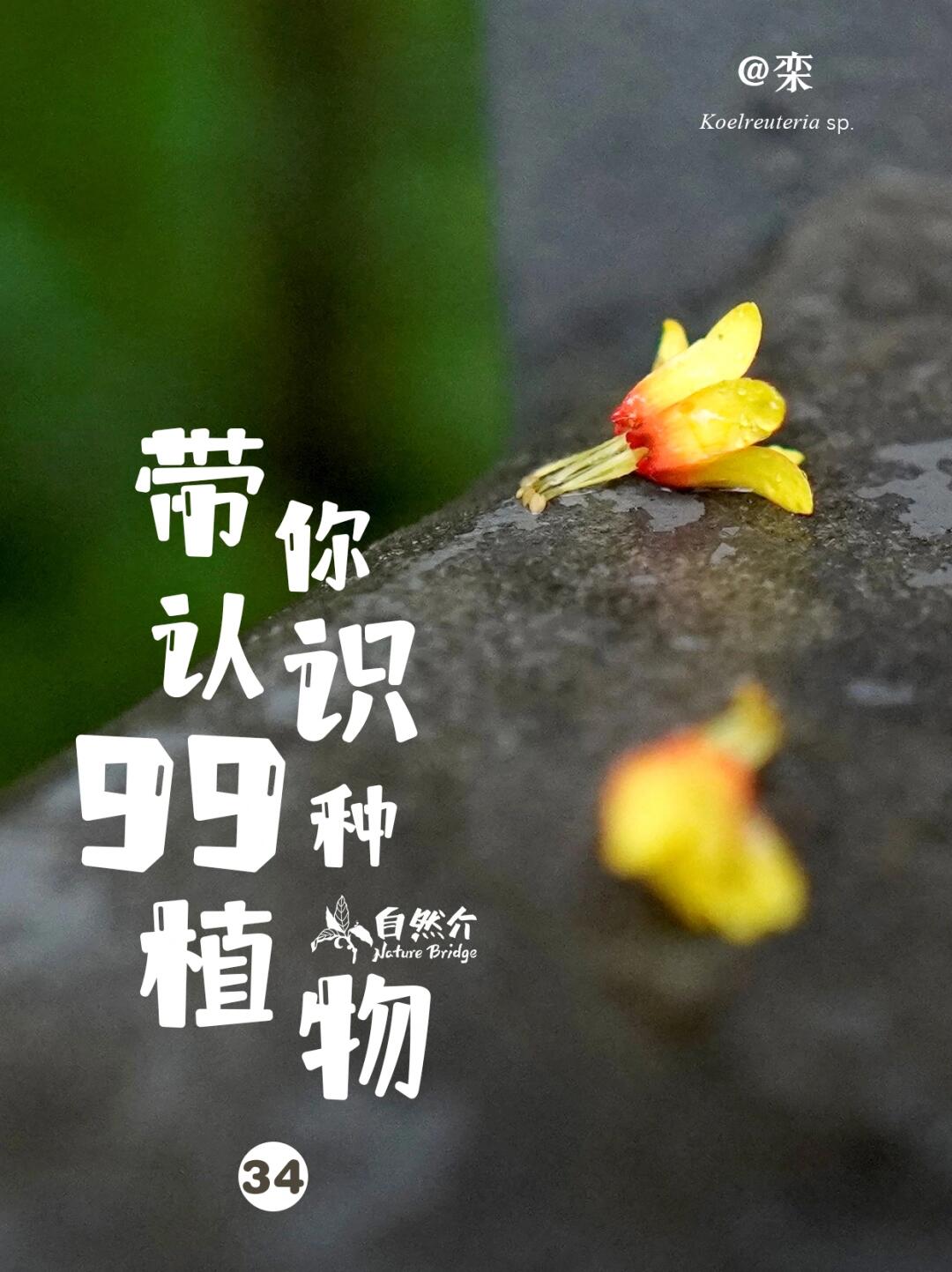 带你认识99种植物