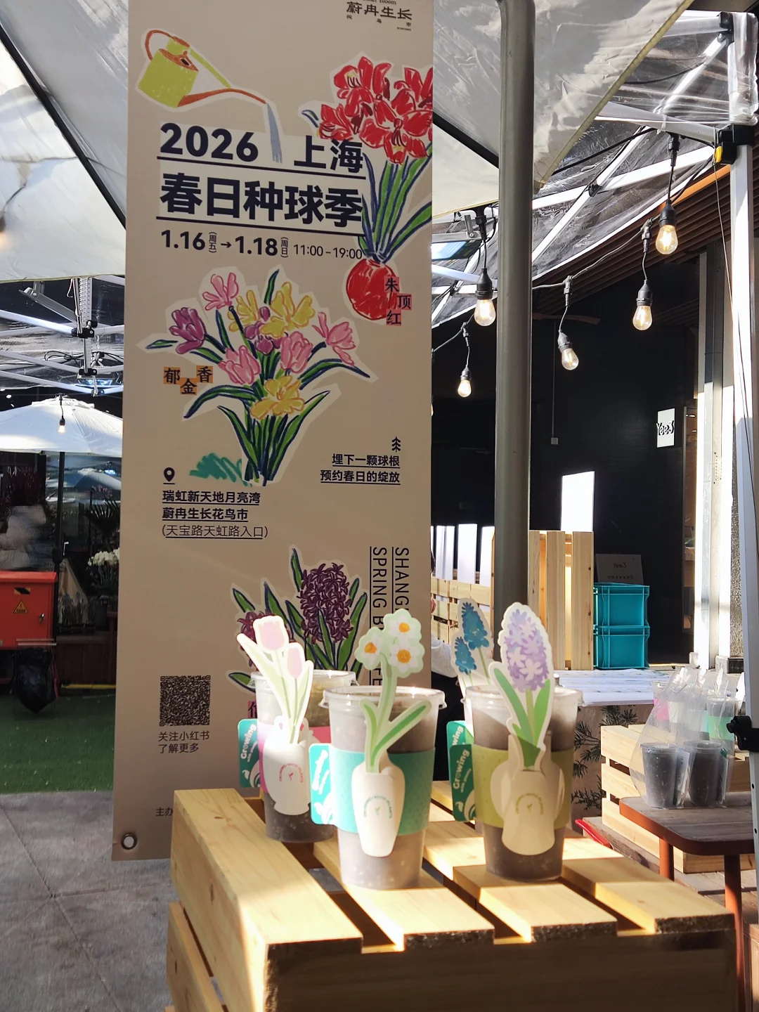 🌷是春天发的邀请函 上海春日种球季来啦