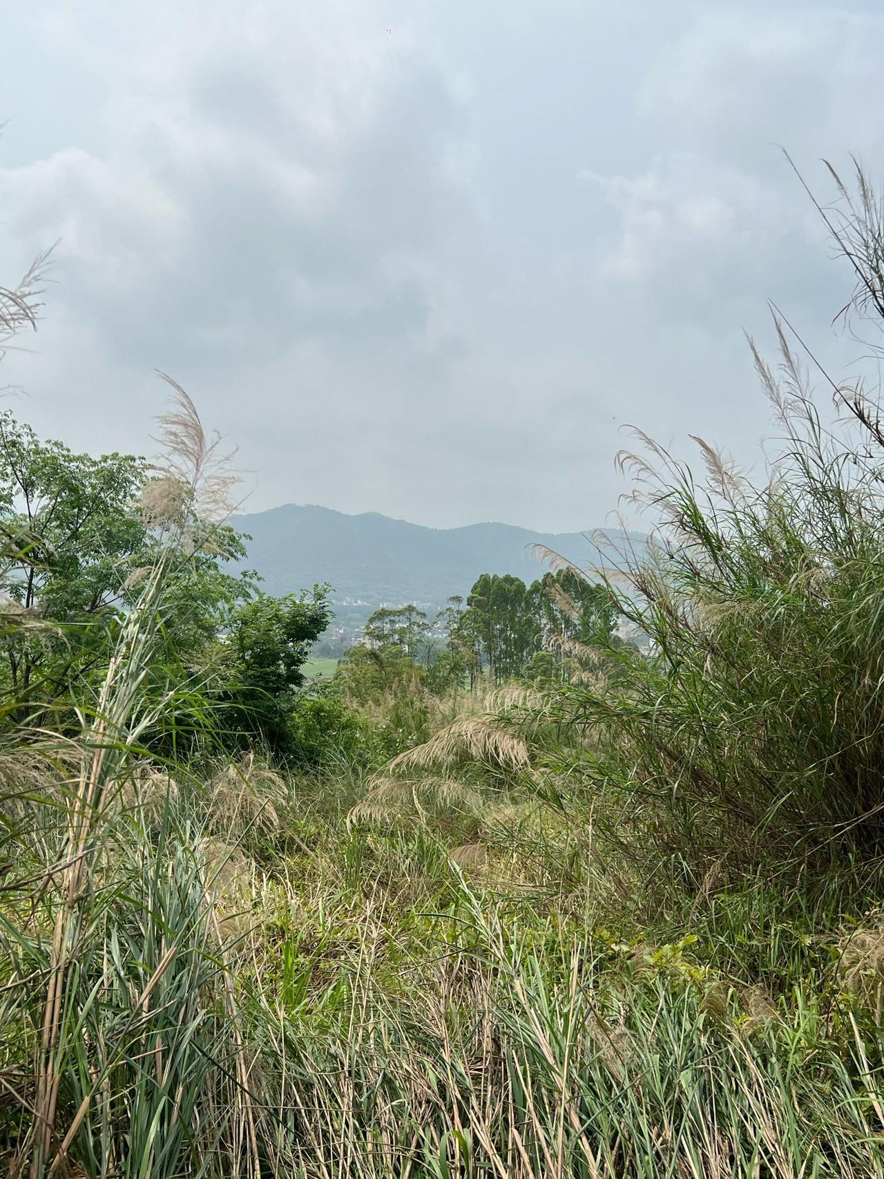 周六和周日拜山，我见到有人开着三轮车把冷饮，如豆腐花等小吃到山脚下，拜山祭祖的人
