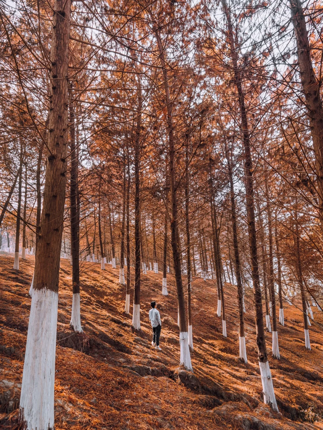 重庆橘红江畔红杉林|轻松拍出电影感🍂🍂🍂