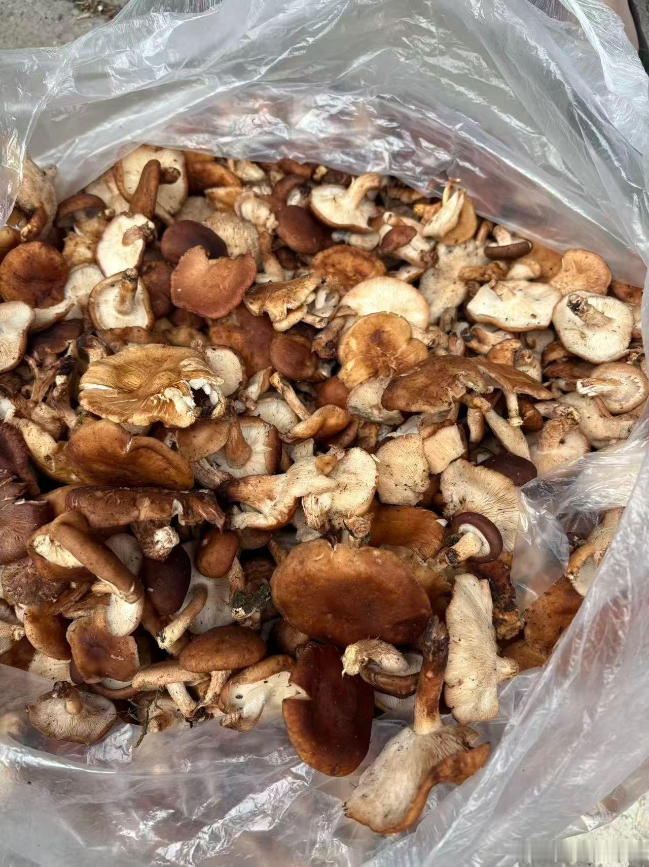 野生香菇，最值得吃的野生菌之一。个人最爱的野生菌：鸡纵、干巴菌、见手青、野生香菇