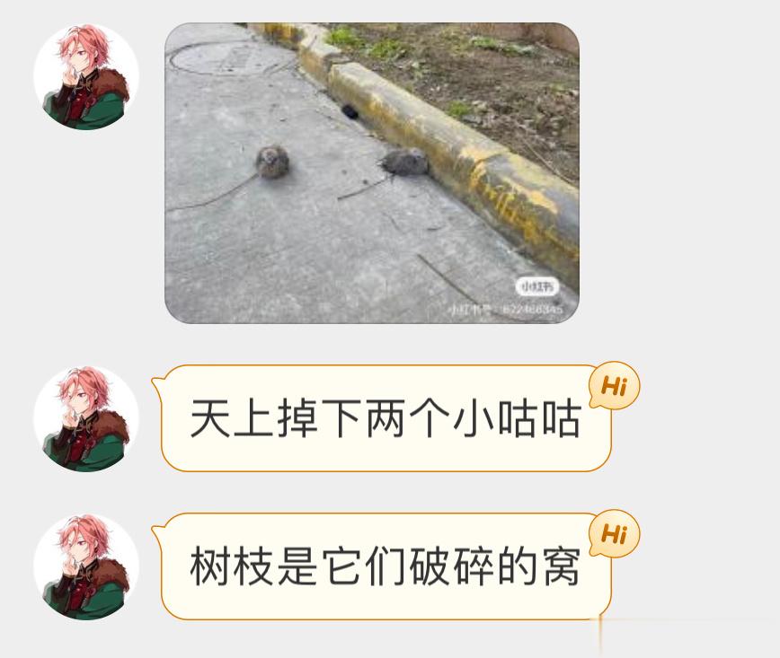 ？？？珠颈斑鸠的危楼塌了把幼鸟装纸盒里挂树上试试🙊 ​​​