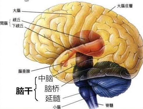 这问题有点啥，任何脑部出血都是危险的。脑干出血是指脑干区域的血管破裂，导致血液进