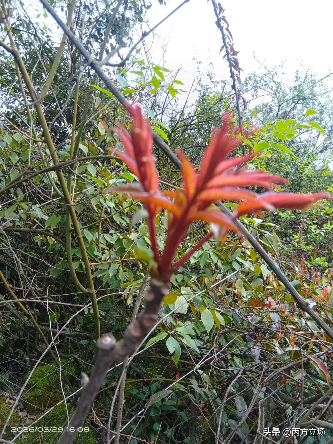 春菜太嫩了，摘了实属无舍[微笑][微笑]
欣赏花花草草的美丽 春里的野菜 春菜养