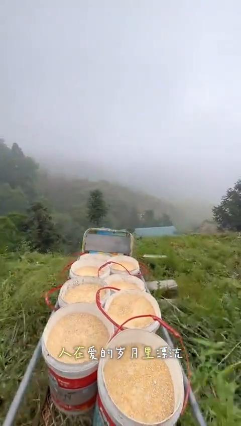无奈人在风里，人在雨里，人在爱的岁月里漂流。你我不能从头不能停留，不能抗拒合运左