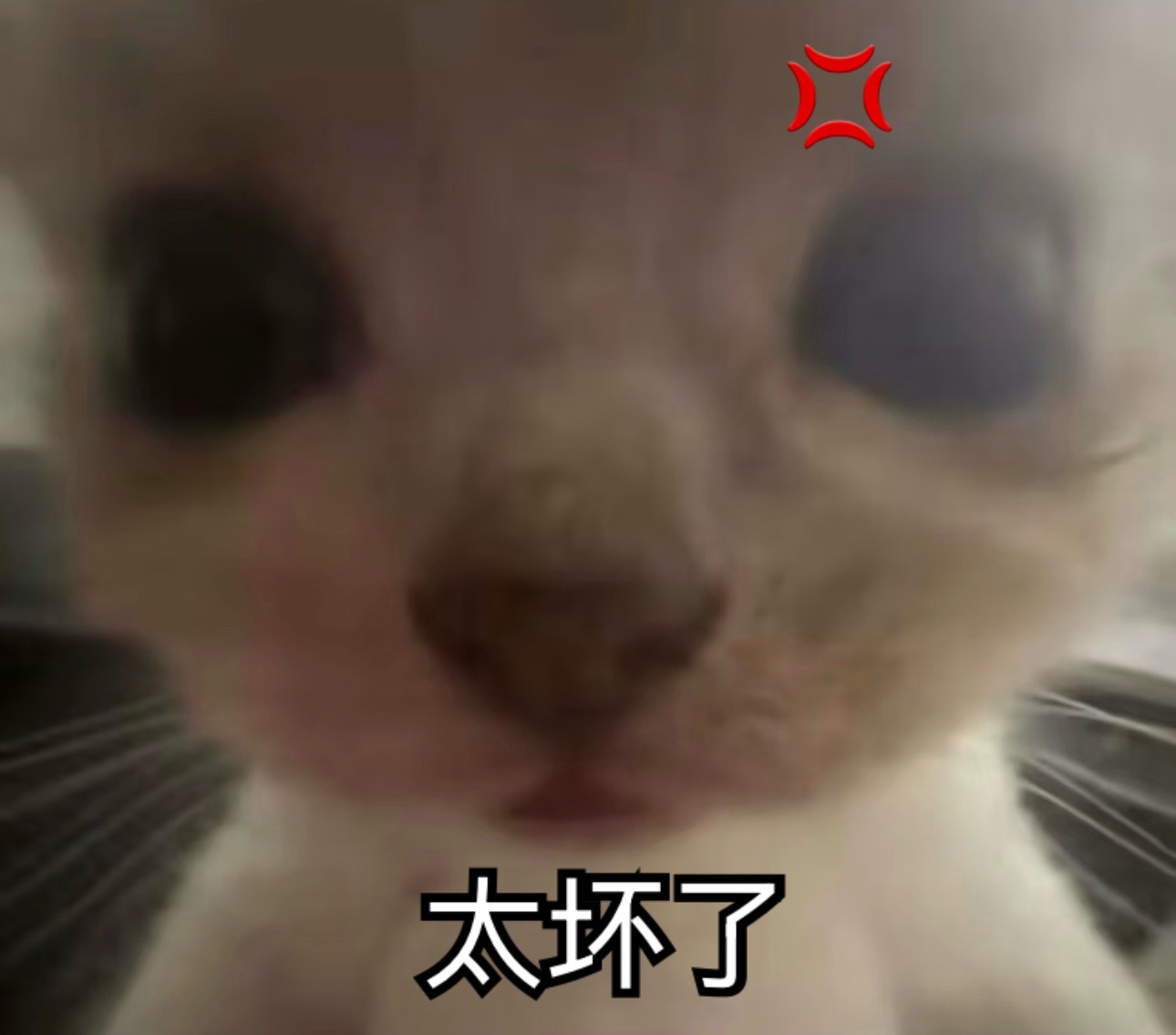 这个咪 竟然才发现自己被骗 小发雷霆 