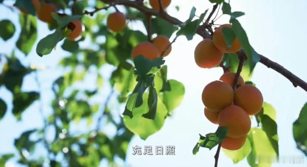 在福建解锁新疆地道甜杏福建人严选的吊干杏南方水果胃狂喜！福建严选上架的新疆吊干杏