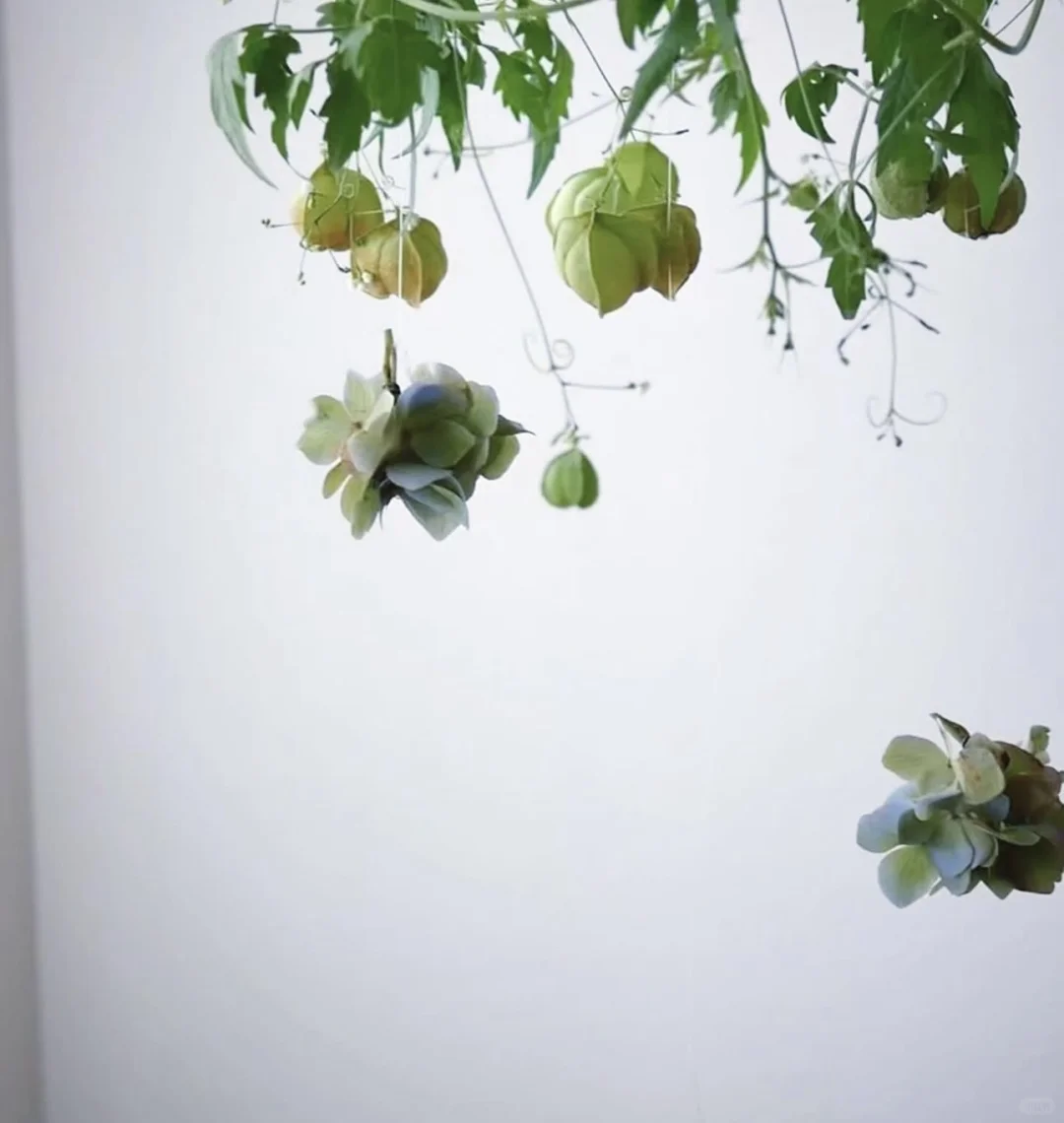 夏日的声音