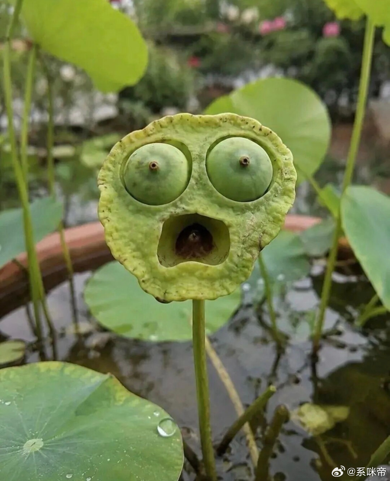 有趣的莲蓬～ 