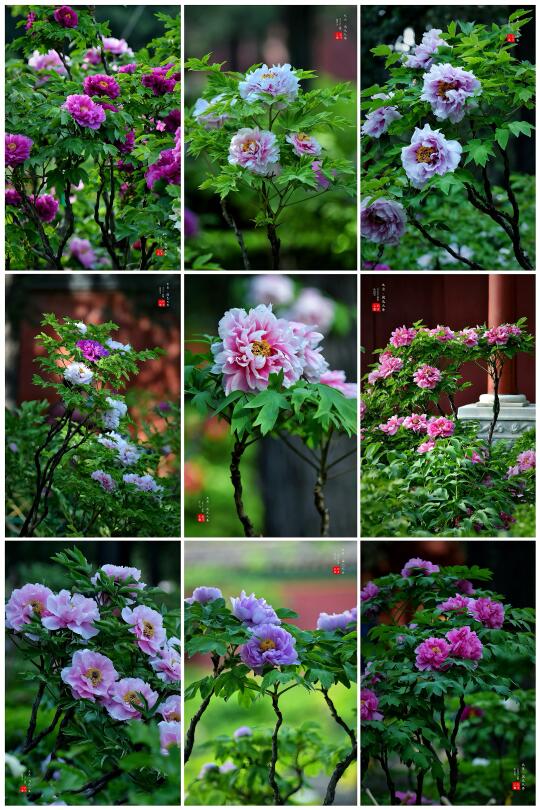 景山公园花讯播报｜皇家春宴🌺牡丹倾城
