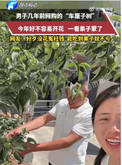 “人生处处是盲盒！”河南一位大叔网购车厘子树苗，日日精心打理，浇水施肥细心管护，