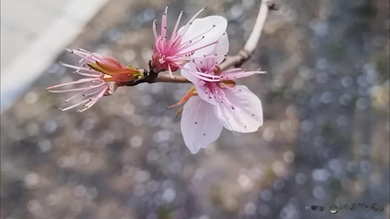 让人惊奇


这天气让人防不胜防，天天不是风就是雨，一会冷一会热，就象闹着玩似的