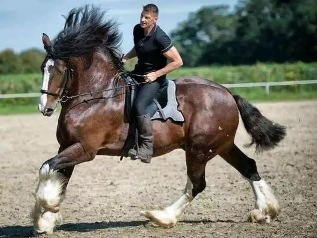 哒哒的马蹄声曾是欧洲近代城市的背景音。在蒸汽机车轰鸣之前的两个世纪，重型挽马牵引