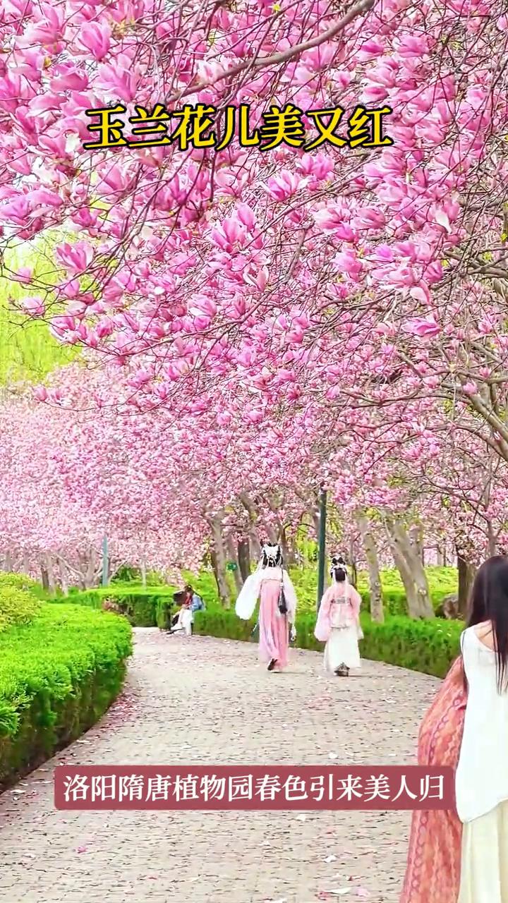 玉兰花儿美又红，洛阳隋唐植物园春色引来美人归。