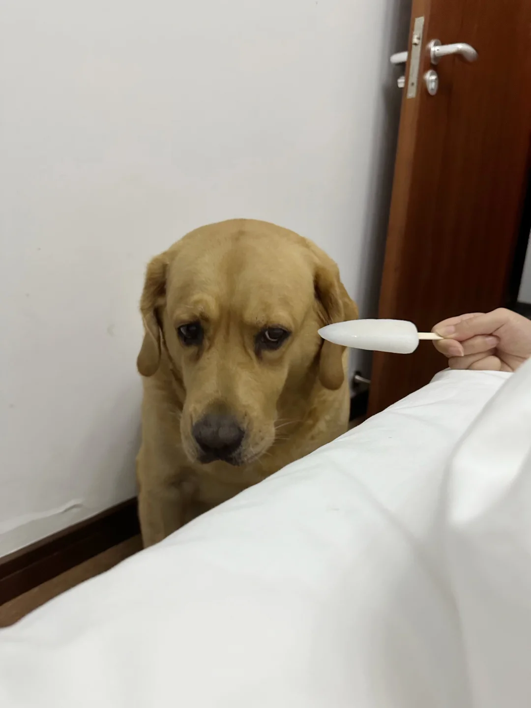 买了小狗不喜欢的口味的雪糕