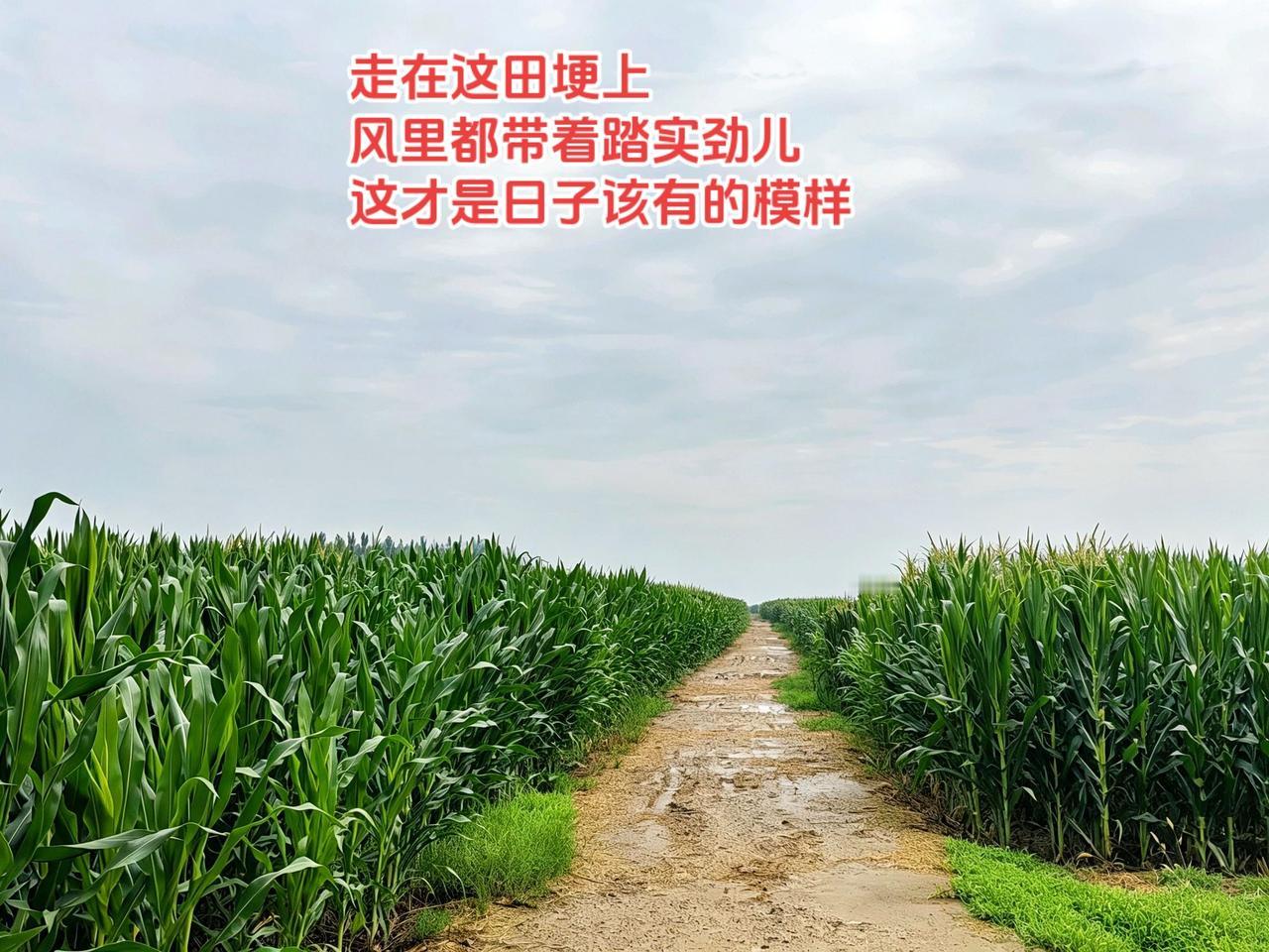 我的图片 抖音ai创作全新升级
