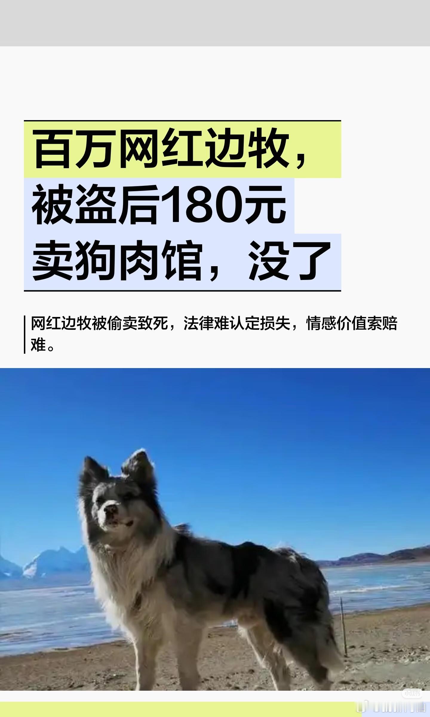 文明真的离我们好远，因为总有一些人在蔑视生命，在吃人类的朋友，在吃充满灵性的动物