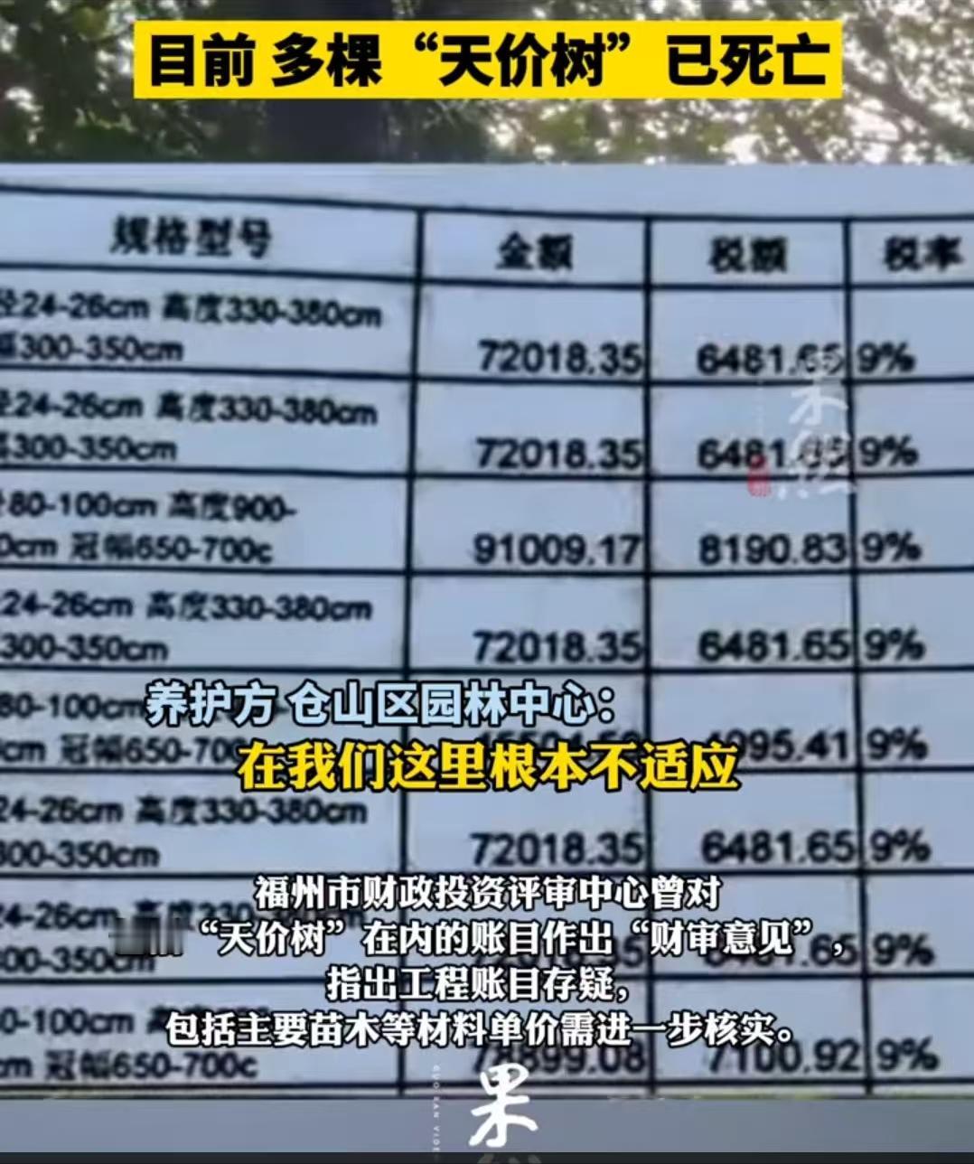 震惊！福州公园采购天价树，每棵价格近80万元！
如此高昂的价格，怕是种的黄金树吗