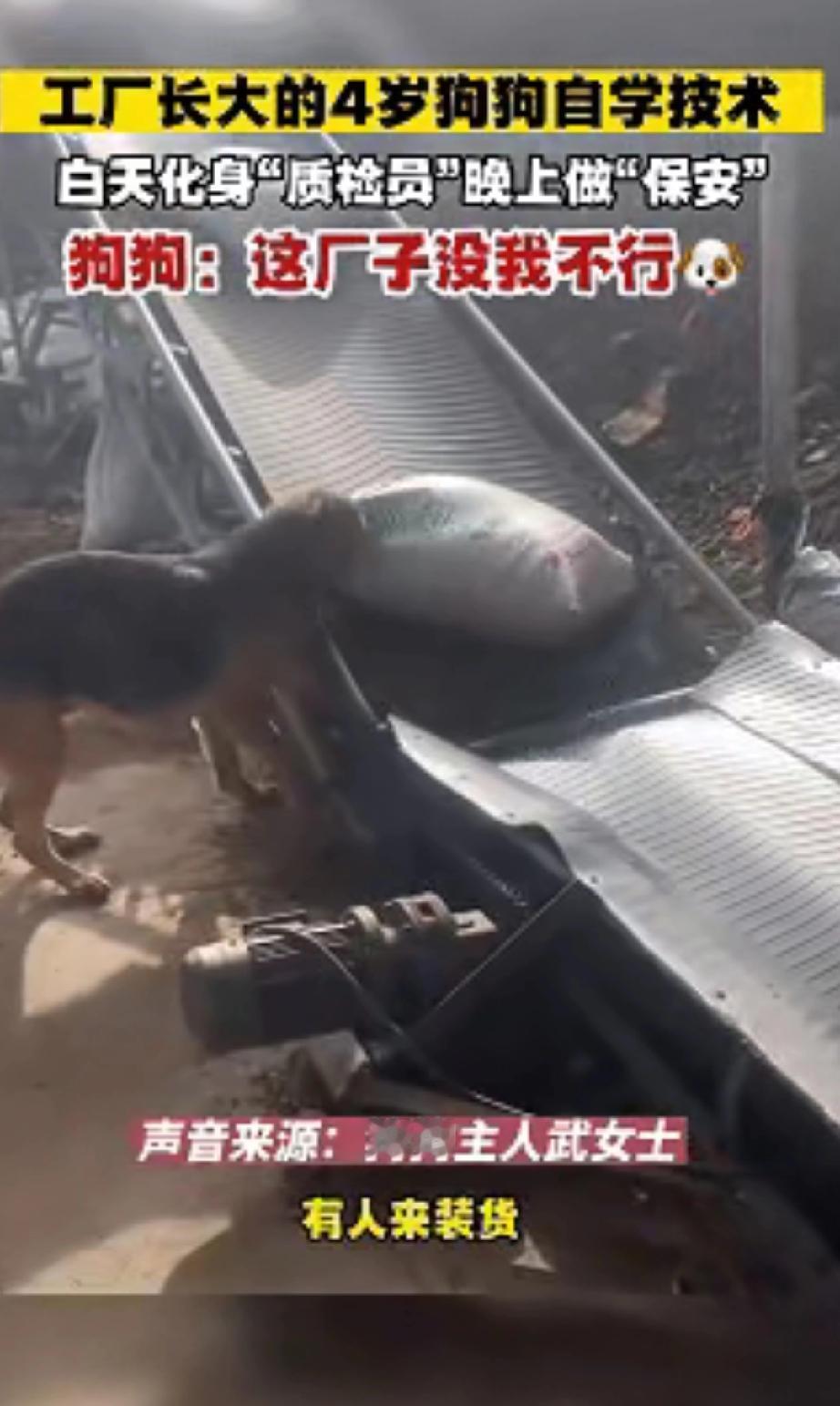这哪是养狗，分明是捡到了“天选打工人”！

山西朔州这家饲料厂的狗子，把“万物有