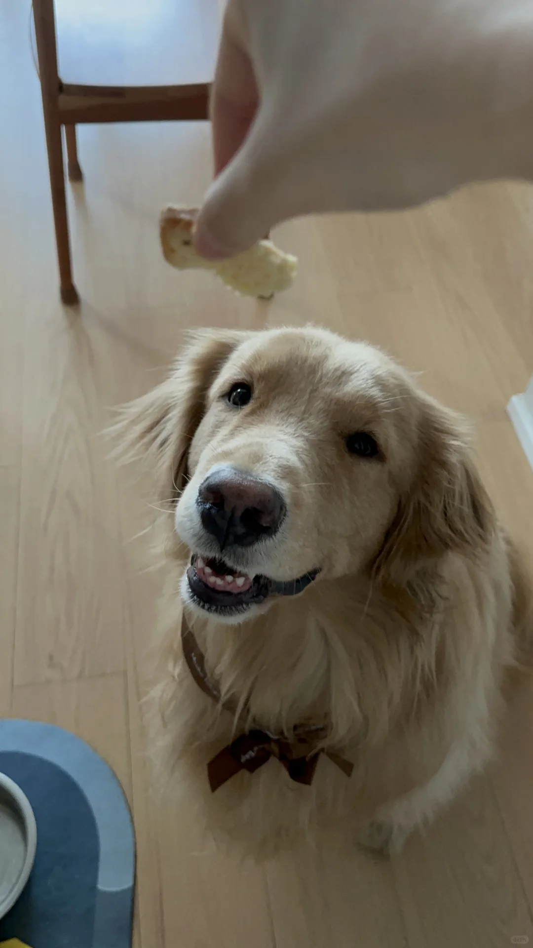 狗狗的露齿笑和大笑