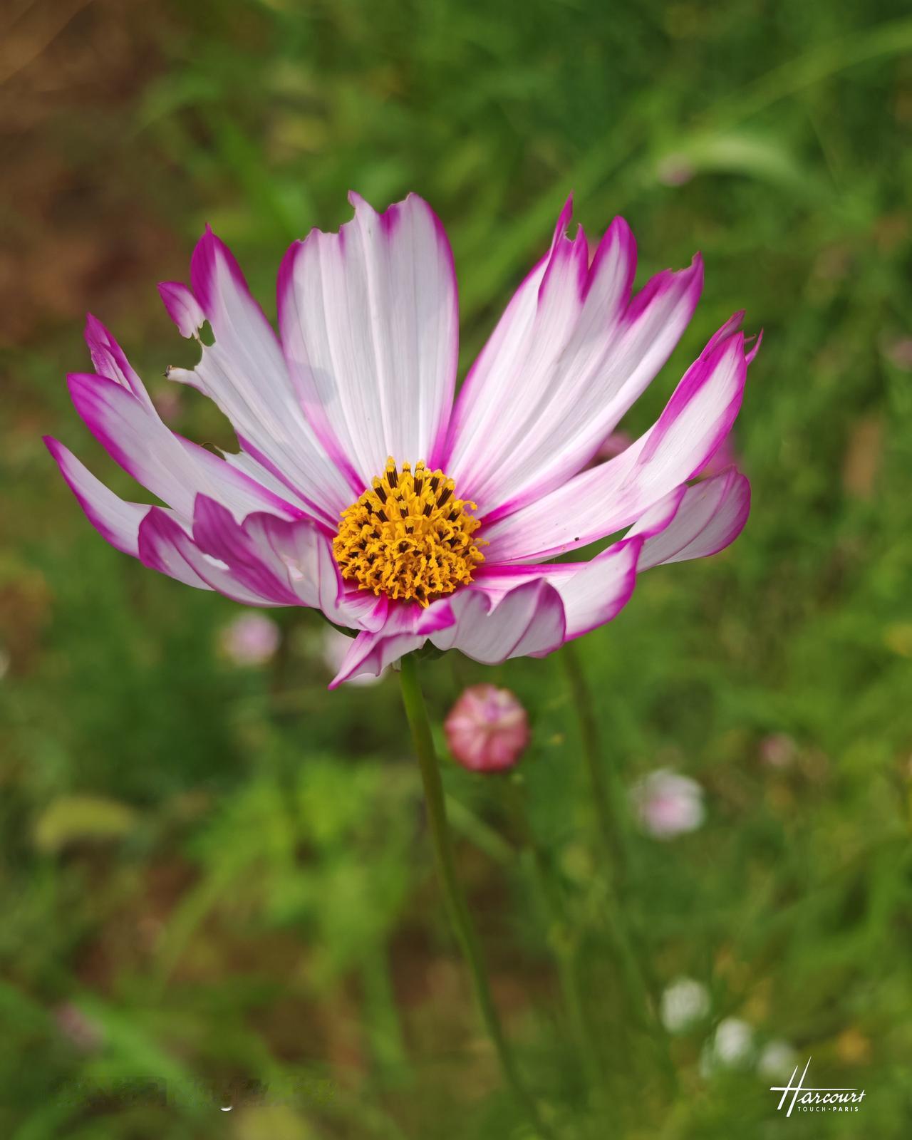 粉花含露艳，芳香扑鼻来。北京温榆河公园里的格桑花