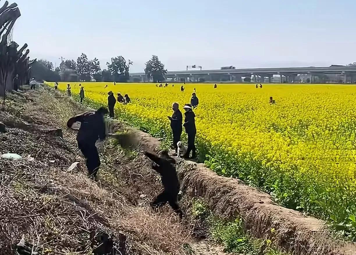 油菜花喷洒农药致大量蜜蜂死亡事件在网上被热炒，一开始就透着诡异
        
