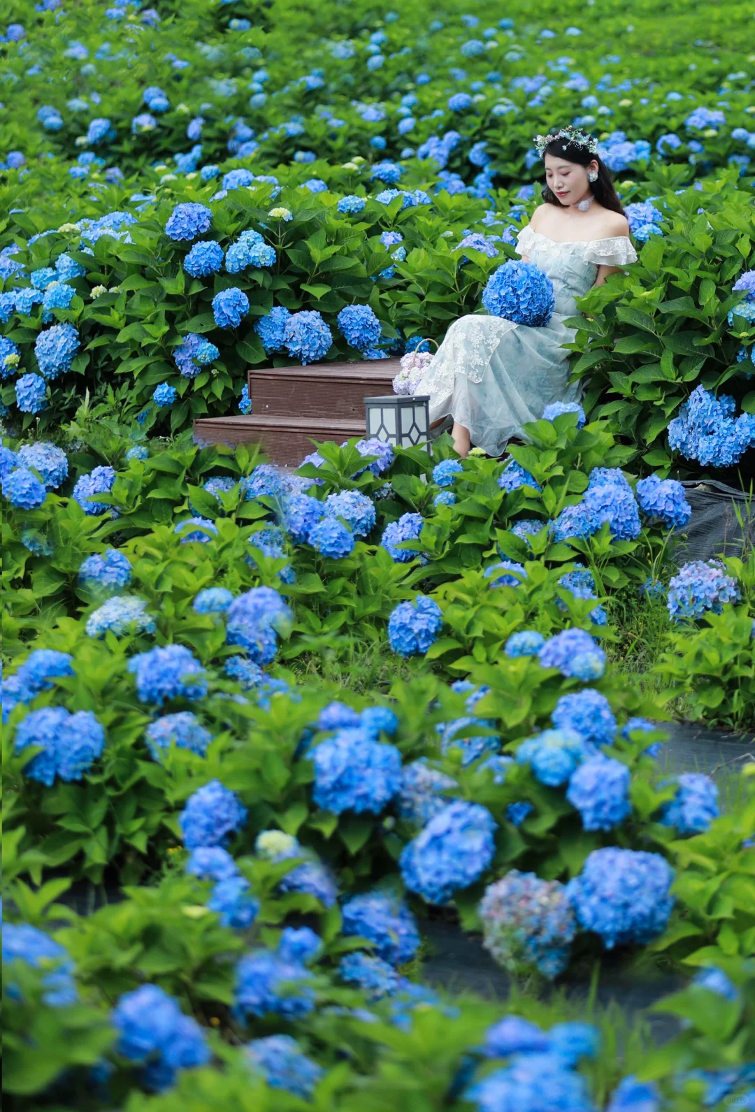 福州绣球花天花板在这里‼️别去鼓岭人挤人了