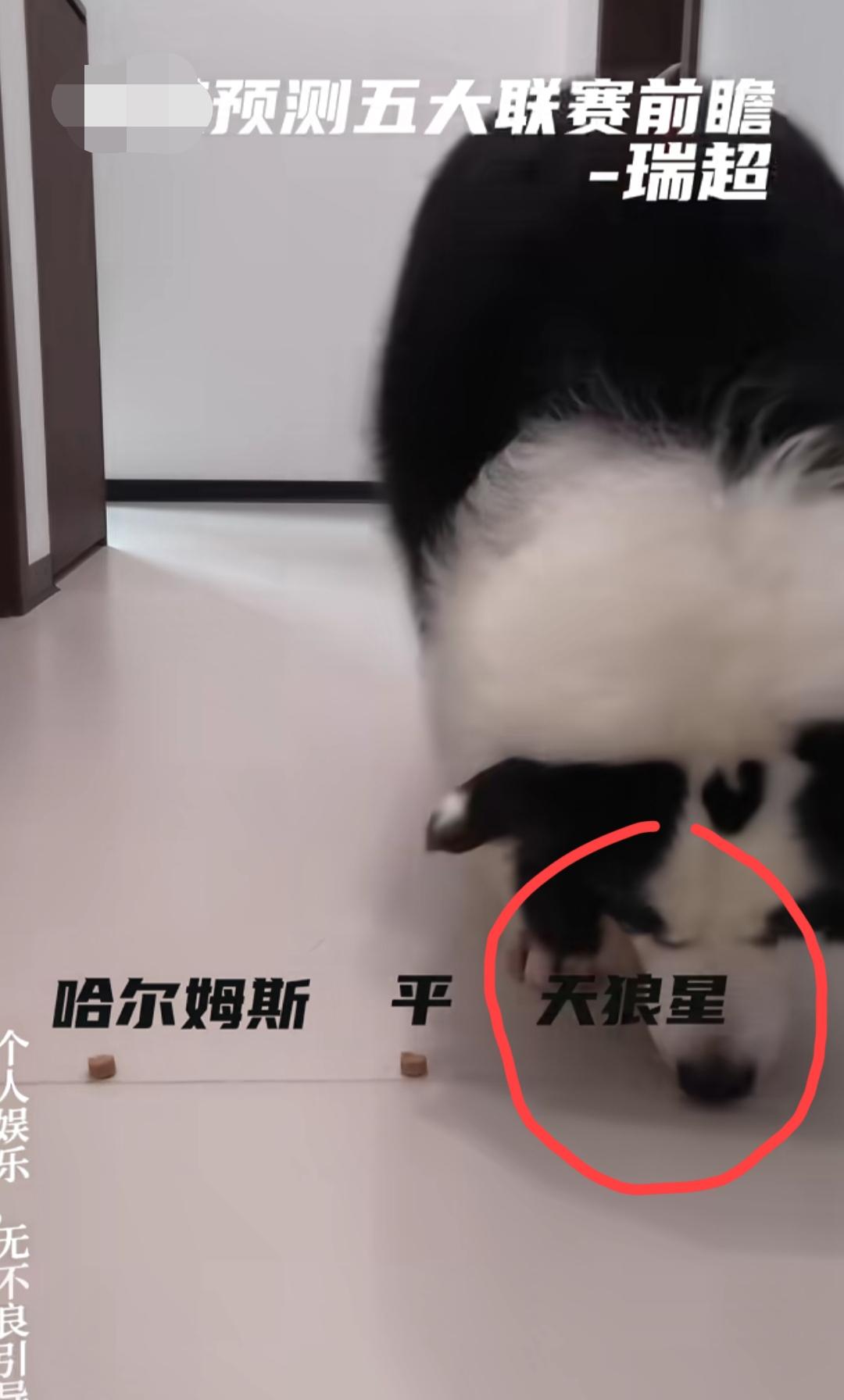 网红“边牧犬”给出的今晚足彩四场比赛的预测结果:001 平，002 负，003 