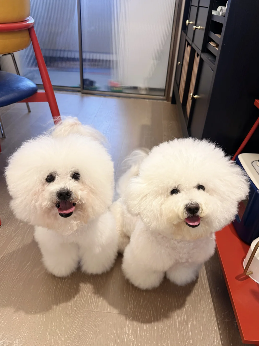 谁能拒绝两只软绵绵的比熊，更何况是三只！