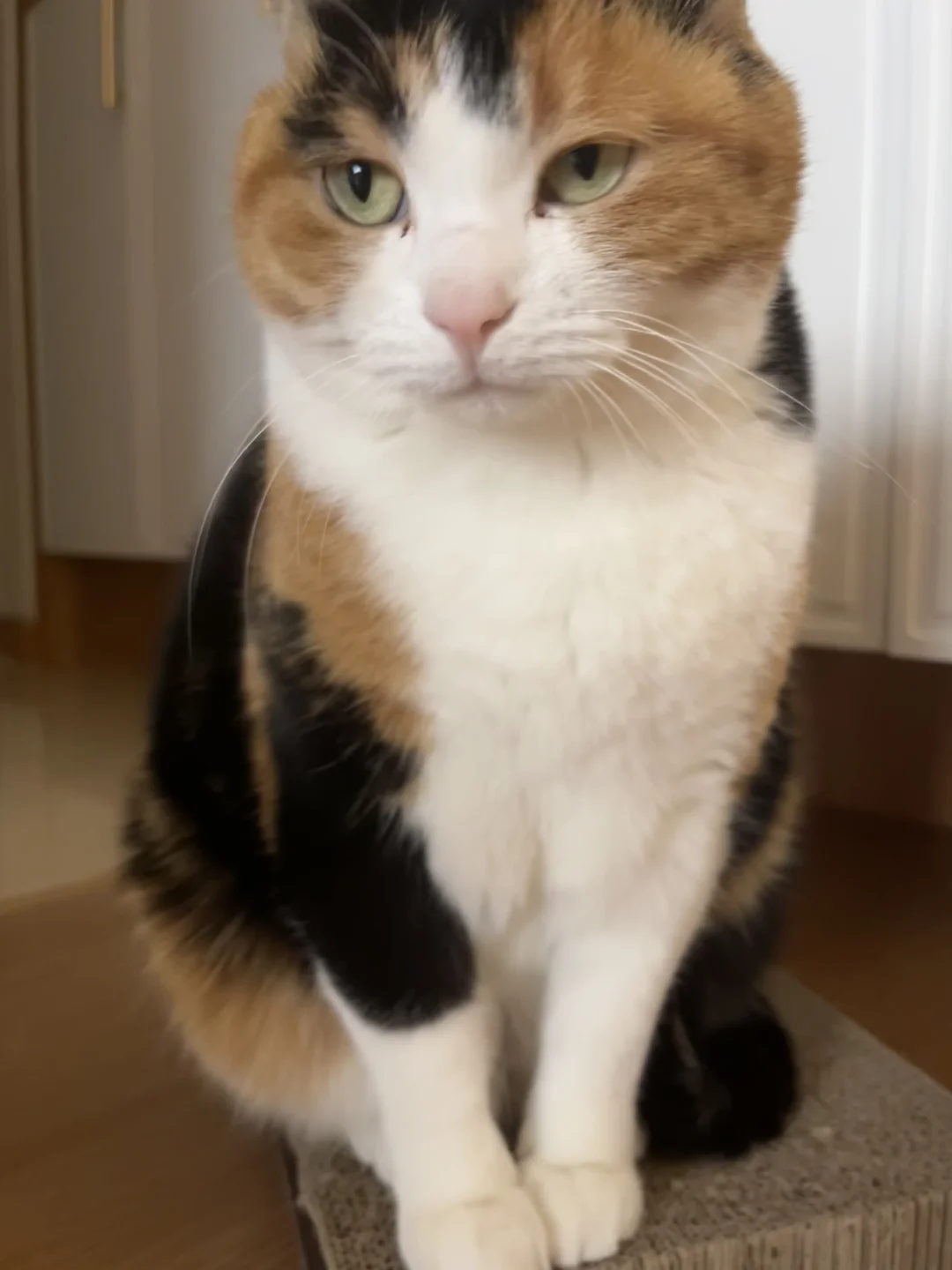 猪眼睛往上看是想吃人
