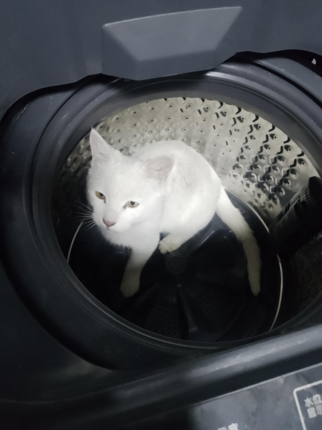 我家猫咪也超调皮，之前就钻洗衣机里了，可把我吓坏了。猫咪就爱钻各种狭窄、隐秘的地