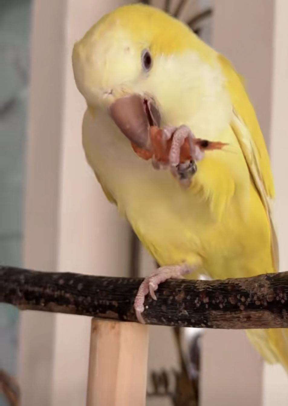 鸟子吃虾很认真