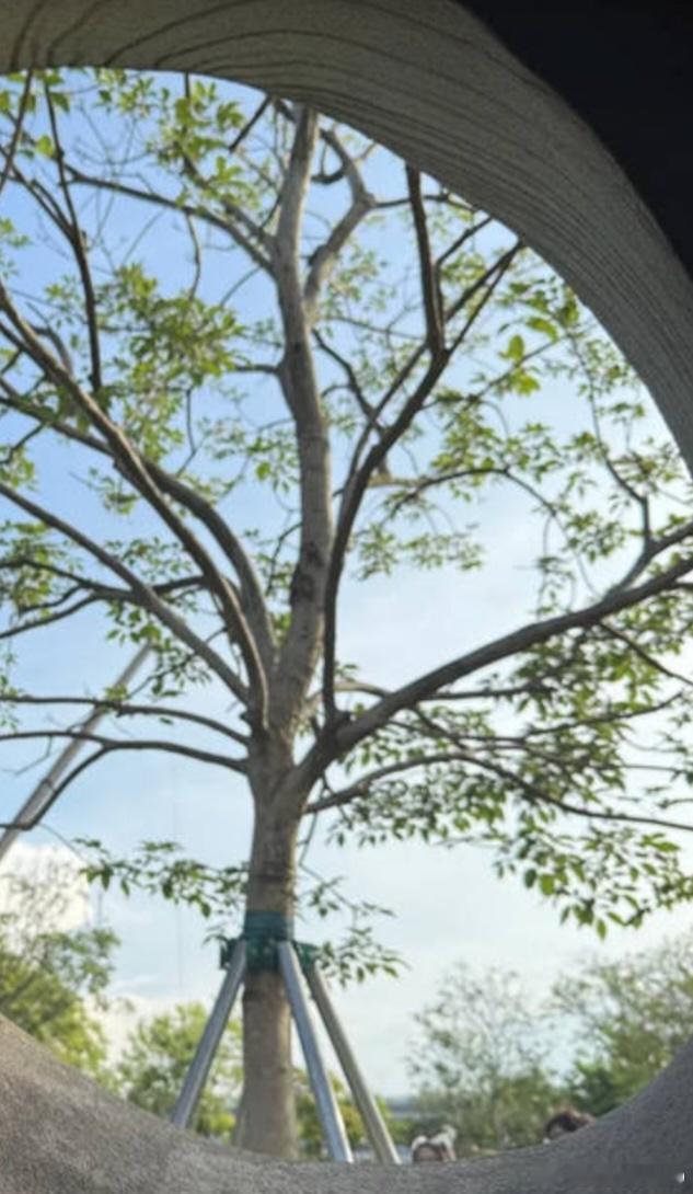 传统风水学中，对于院子里有死树的，一般都按凶煞看，其煞气比一般的煞要重。在哪个方