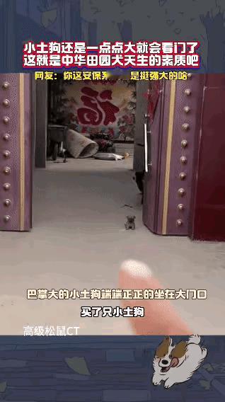 一只小小的中华田园犬，就能够发自本能的守护在主人家的大门前，帮助主人看家护院，看