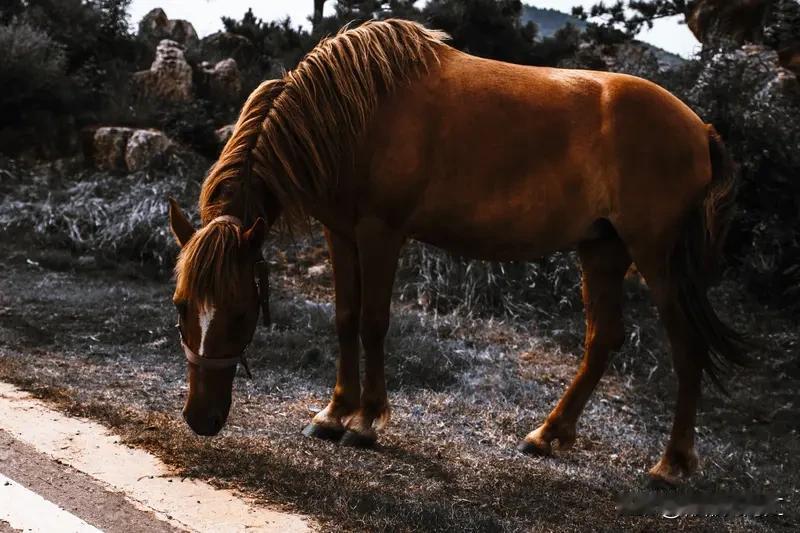 马年到啦，必须整点超带劲的祝福！愿大家在新的一年，像骏马奔腾般一路向前，事业如同