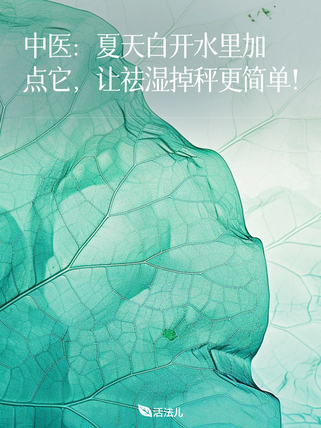 中医：湿气最怕这片掉肉叶子！