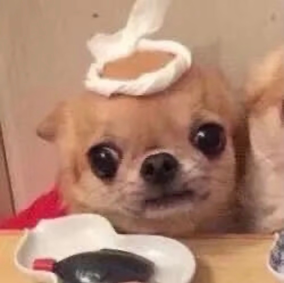 🐶吉吉吉吉！babybaby～ 