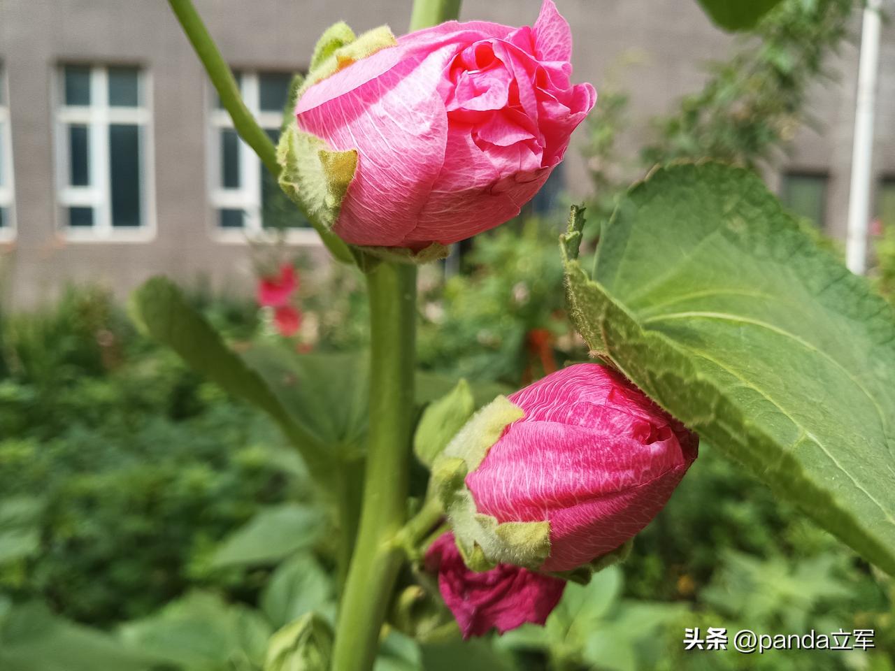 西瓜视频
昨天去西瓜视频浏览一番。
自从中视频计划解散后，西瓜视频我就很少去看，