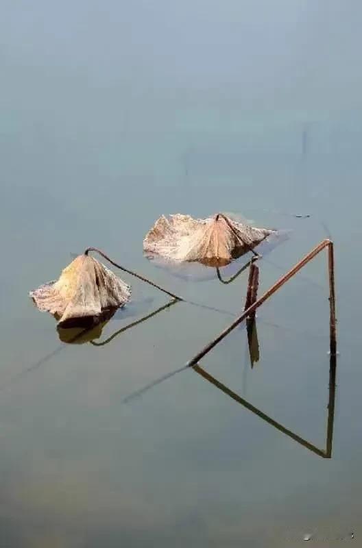 《冬日荷塘闲咏》（原创首发）
陋室听秋/文
 
寒塘日晚醉霞红，秀色粼粼映碧浓。