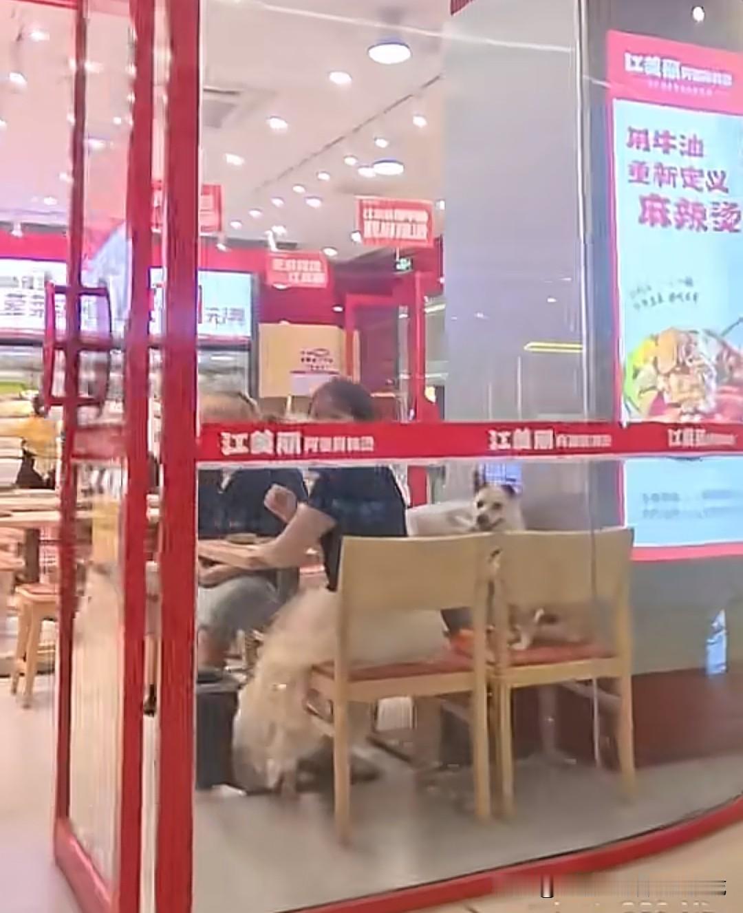 狗上桌，这次轮到安徽的江美丽阿婆麻辣烫店了。狗主人带着毛孩子进店吃麻辣烫，狗在凳