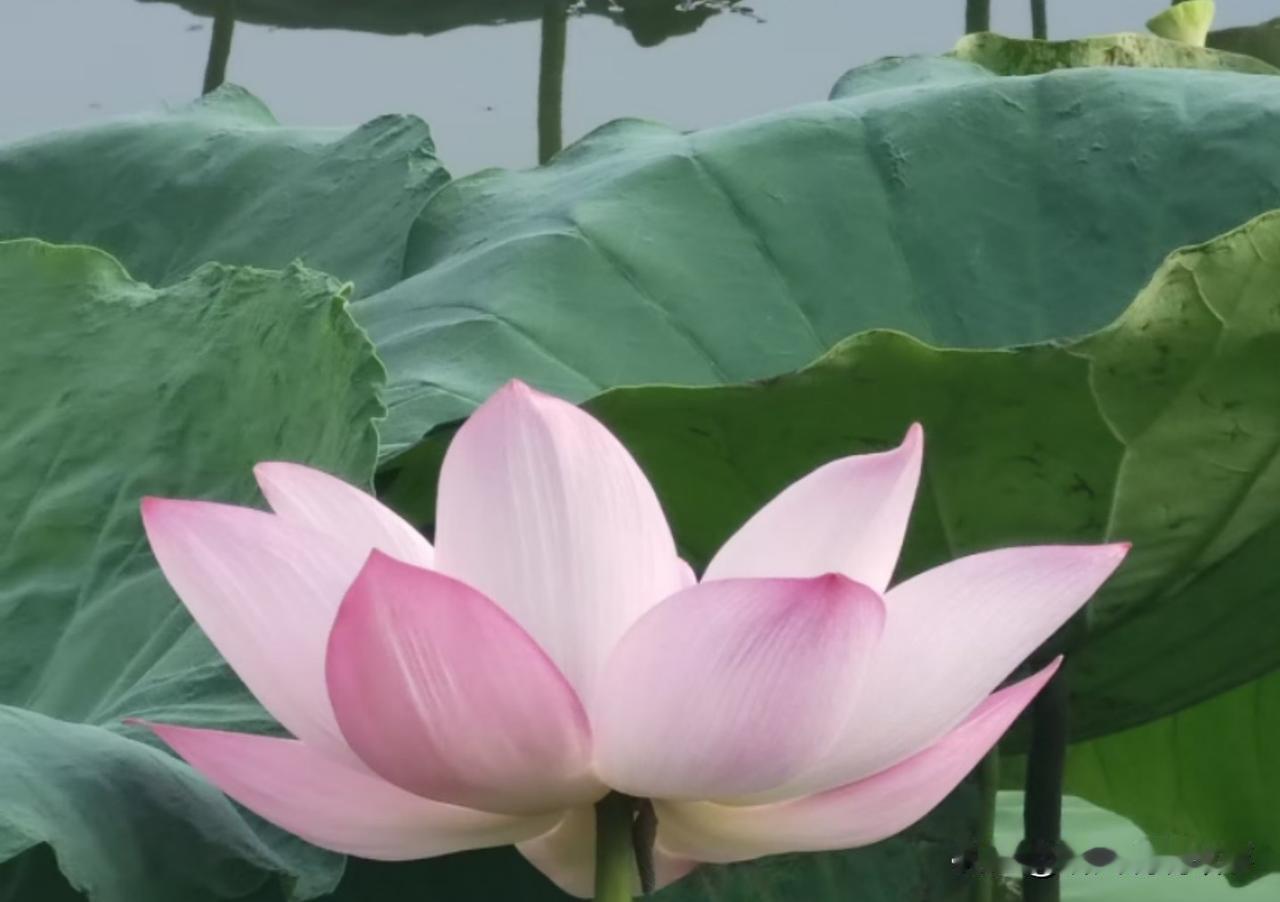 [锦鲤到来]朋友圈都是同行的主战场

做培训行业已经三年多了，现在微信里面也有三