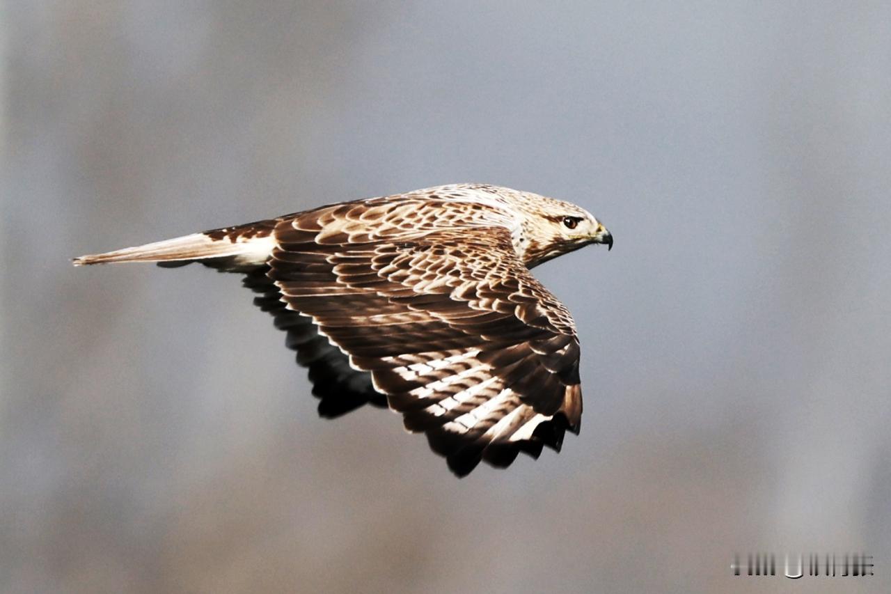 沙河水库偶遇大鹗