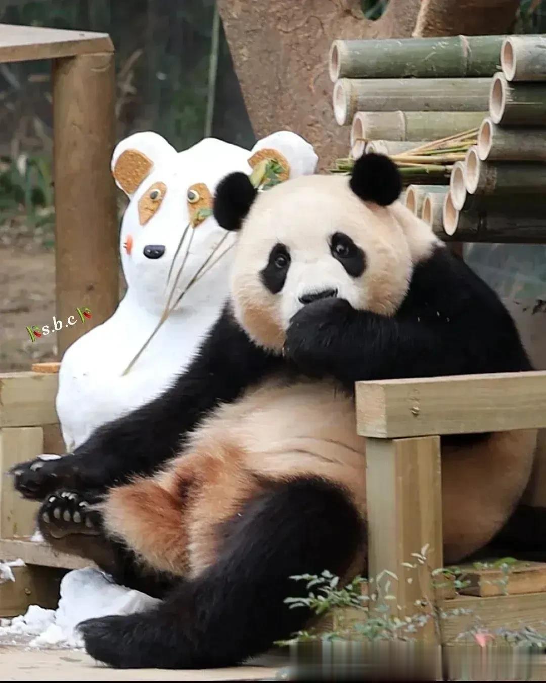 福宝和自己的快乐时光
福宝上班，发现他的领地上坐着一个和自己有一模一样的小可爱，