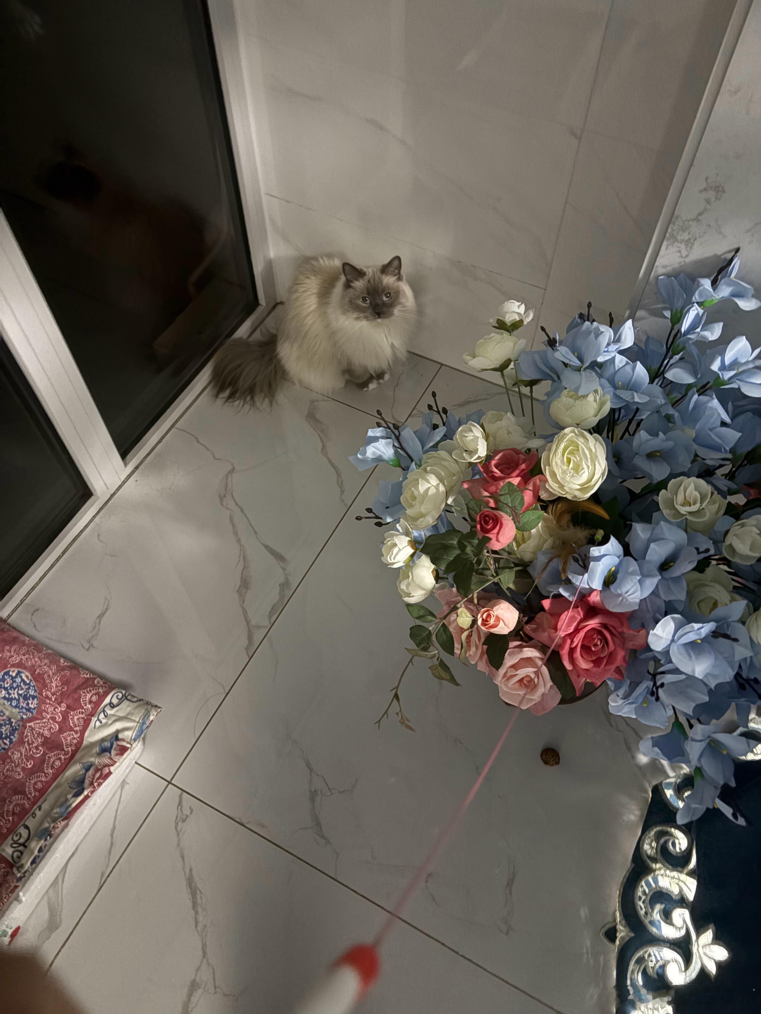 法务是一只秩序感很强的又如同生活在伦敦生活里的猫。每次我陪它玩逗猫棒，它都非常兴