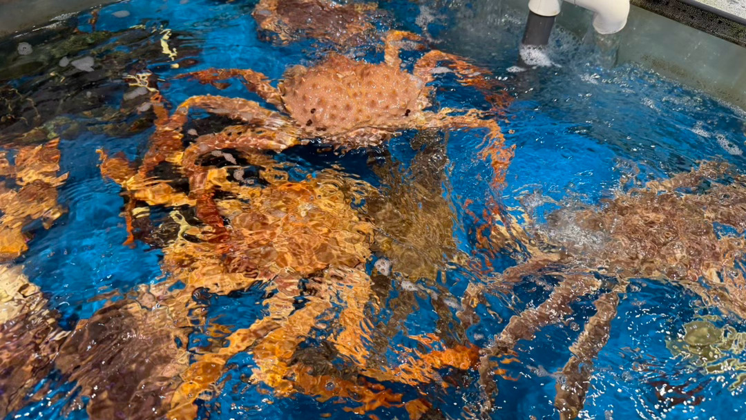 东星斑和面包蟹 