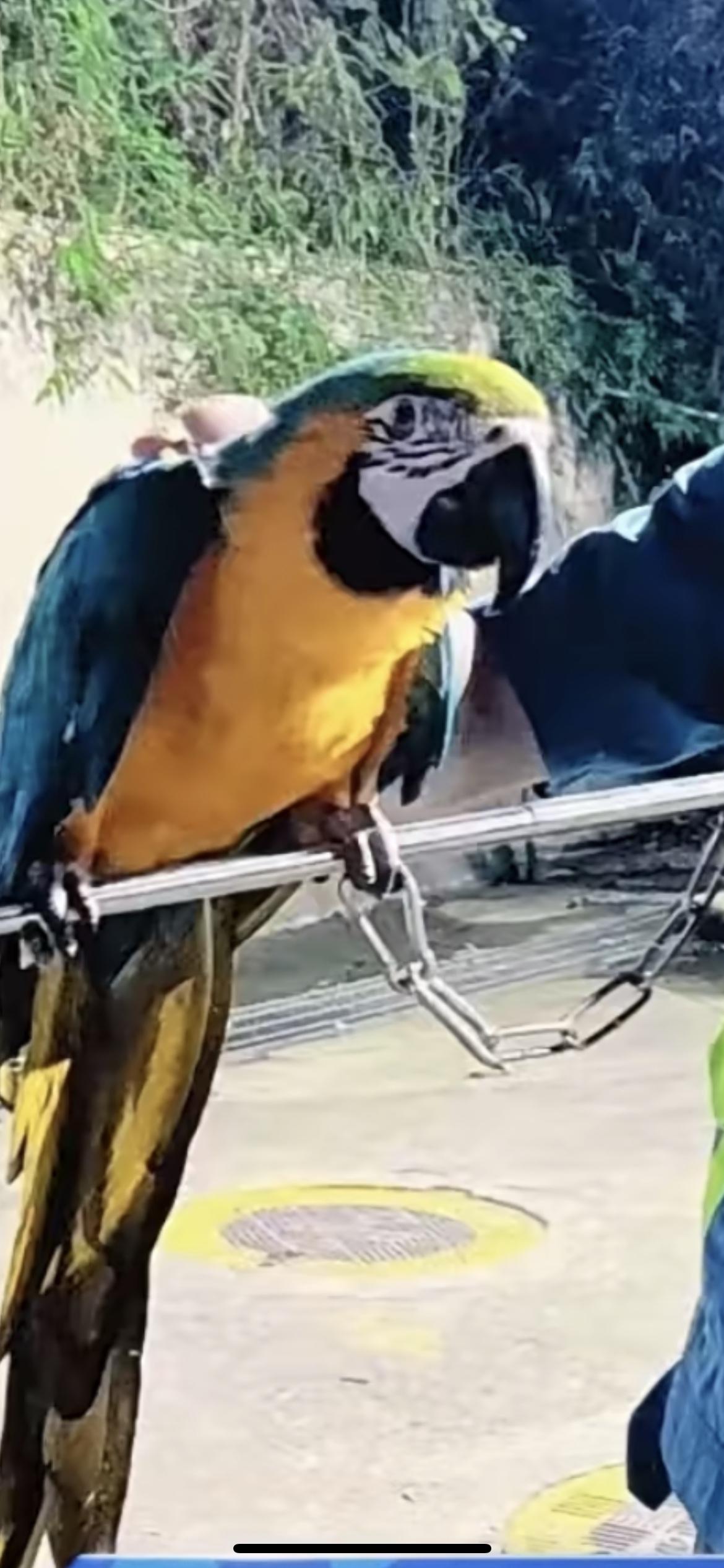 广州番禺的环卫压缩车司机，近日在下班途中捡到一只“漂亮鸟”竟是国宝？这只漂亮大鸟