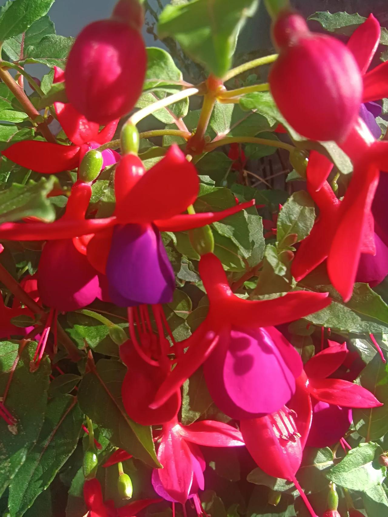 #每日晒晒花#